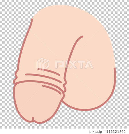 男性生殖器 医療 男性生殖器 医療 116321862