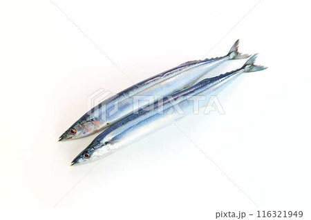 サンマ 秋刀魚 さんま サンマ 秋刀魚 さんま 116321949