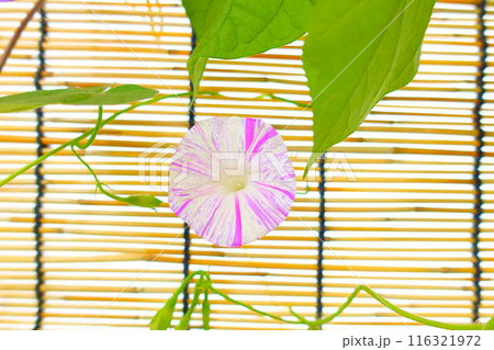 アサガオ 朝顔 あさがお アサガオ 朝顔 あさがお 116321972