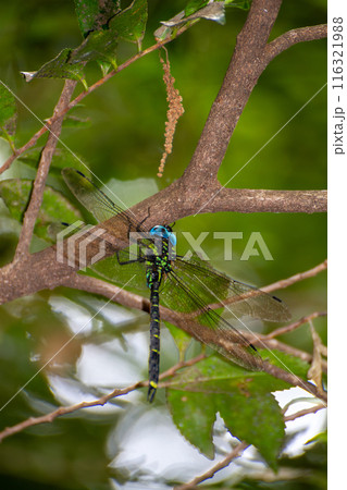 ヤブヤンマ 116321988