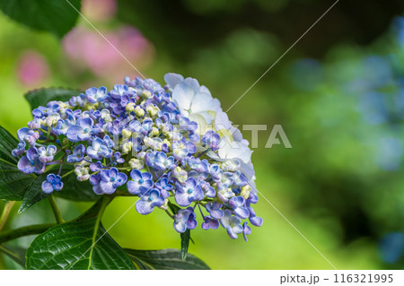 青い紫陽花 青い紫陽花 116321995