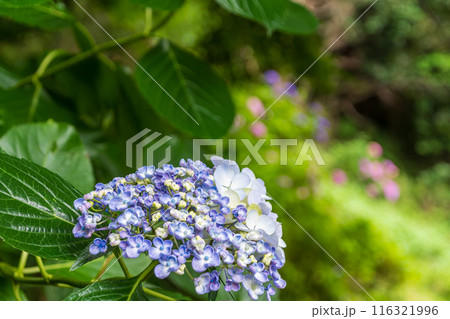 梅雨の晴れ間に咲く紫陽花 梅雨の晴れ間に咲く紫陽花 116321996