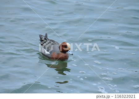 荒尾市　海岸　ヒドリガモ、 116322021