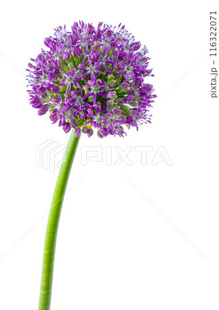 Allium giganteum purple flower isolated on white background. Violet garden plant bud. Allium giganteum purple flower isolated on white background. Violet garden plant bud. 116322071