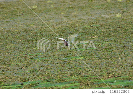飛翔するアカガシラサギ 116322802