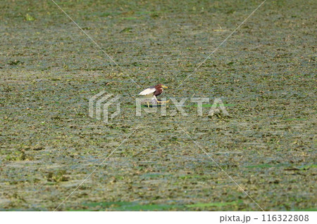 池の浮き草の上を歩くアカガシラサギ 116322808