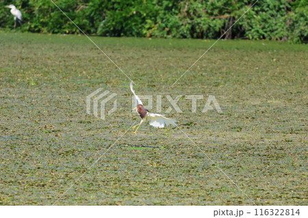 アカガシラサギが池に降り立つ アカガシラサギが池に降り立つ 116322814