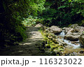 森の中を流れる川 116323022
