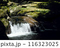 山の小さな滝 116323025