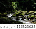 苔むした岩と山奥の川 116323028