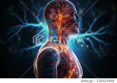 silhouette of a human body with the blood circulatory system and neural connections around head and brain in form of a hologram on a dark background with light, biotechnology concept silhouette of a human body with the blood circulatory system and neural connections around head and brain in form of a hologram on a dark background with light, biotechnology concept 116323408