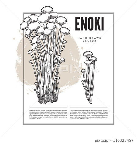 Vector poster with fresh organic enoki mushrooms in the form of a hand-drawn sketch Vector poster with fresh organic enoki mushrooms in the form of a hand-drawn sketch 116323457