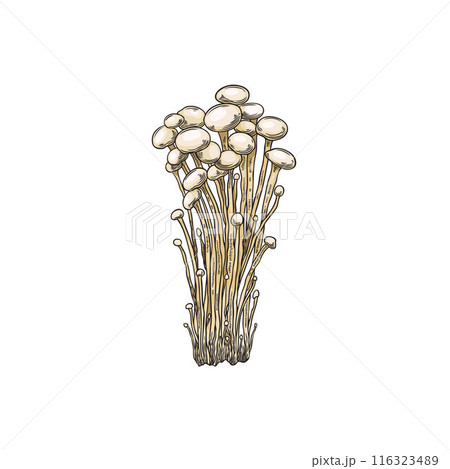 Vector illustration enoki mushrooms in the style of a hand-drawn sketch on a white background. 116323489