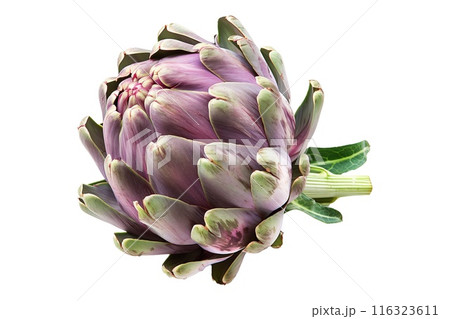 Green Fiesole artichoke with a purple base is isolated on a white background 116323611