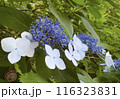 紫陽花とカタツムリ 116323831
