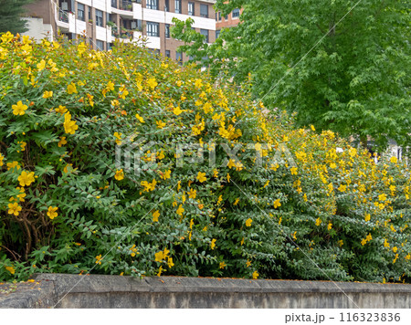Hypericum patulum yellow flowering shrub hedge Hypericum patulum yellow flowering shrub hedge 116323836