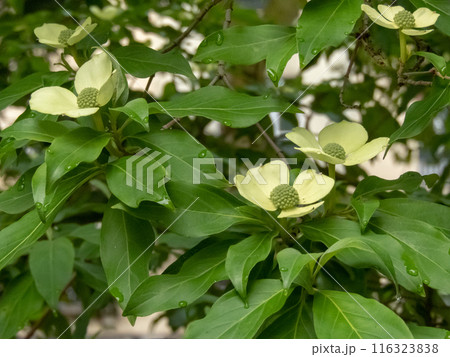 Cornus capitata or evergreen dogwood ornamental plant with white greenesh flowers. Cornus capitata or evergreen dogwood ornamental plant with white greenesh flowers. 116323838