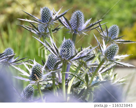 Sea holly, eryngium or eryngo cultivar with spiky blue flowers 116323843