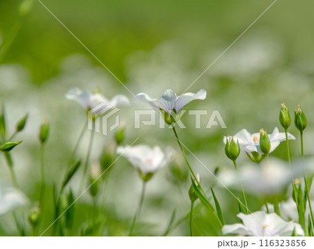 Common flax or linum usitatissimum,flax or linseed white flowers at the field with blurred foreground. 116323856