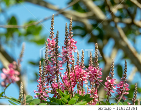 Indigofera tinctoria or true indigo plant branches with leaves and pink flowers on the blue sky background Indigofera tinctoria or true indigo plant branches with leaves and pink flowers on the blue sky background 116323861