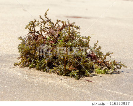 Ericaria selaginoides or Cystoseira tamariscifolia or Bushy Rainbow Wrack brown alga on the sandy beach. 116323937
