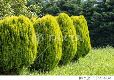 Thuja orientalis aurea nana plants hedge in the garden 116323958