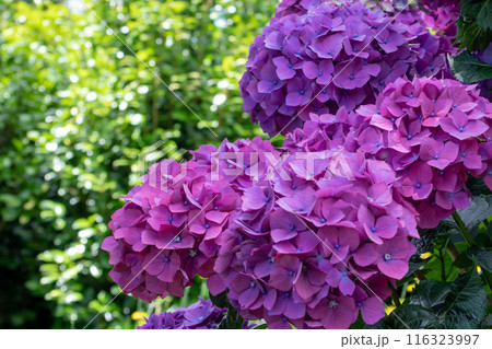 Hydrangea macrophylla ornamental shrub with purple flower heads. 116323997