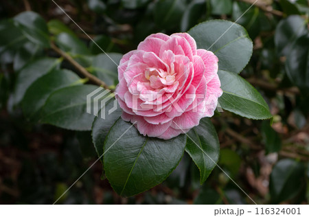 Pale pink camellia japonica or japanese camellia flower Pale pink camellia japonica or japanese camellia flower 116324001
