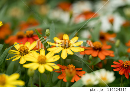 Colorful Zinnia flowers blooming in garden, Spring and summer season 116324515