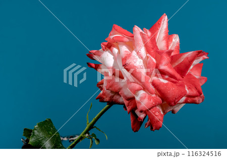 Imperatrice Farah red rose on a blue background 116324516