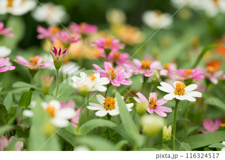 Colorful Zinnia flowers blooming in garden, Spring and summer season 116324517