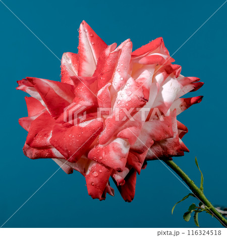 Imperatrice Farah red rose on a blue background 116324518