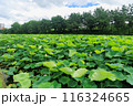 お堀の蓮 116324665
