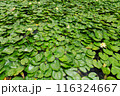 睡蓮　すいれん 116324667