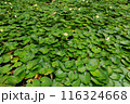 睡蓮　すいれん 116324668