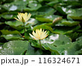 睡蓮の花 116324671