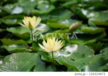 睡蓮の花 116324671