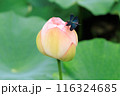 蓮の花 116324685