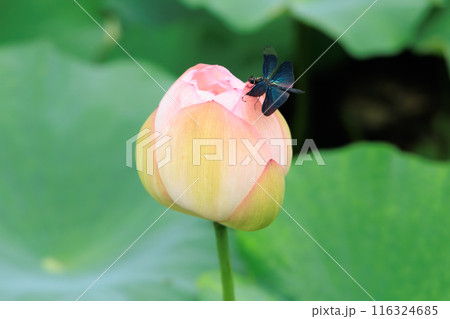 蓮の花 蓮の花 116324685