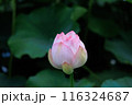 蓮の花 116324687