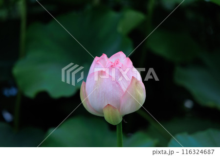 蓮の花 蓮の花 116324687