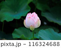 蓮の花 116324688