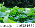 お堀の蓮　蓮池 116324689
