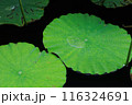 水面に浮く蓮の葉　 116324691