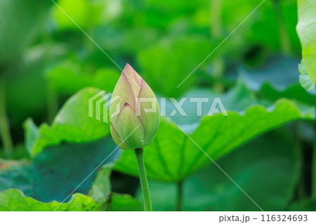 蓮の花　蕾 116324693