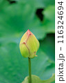 蓮の花　蕾 116324694