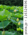 蓮の花　蓮池 116324696