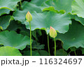 蓮の花　池の蓮 116324697