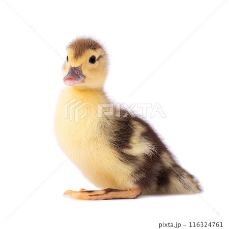 Newborn duckling isolated on white background. Little yellow brown duck. Farm animals. Newborn duckling isolated on white background. Little yellow brown duck. Farm animals. 116324761