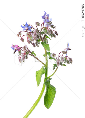 Borage flowers isolated on white background. Borago officinalis bush. Clipping path. 116324763